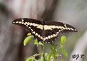 Papilio crespbontes